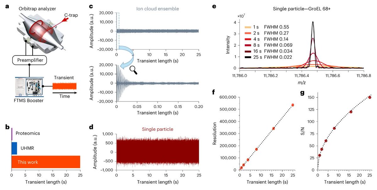 Implementation of ultra-long transients by the @hecklab on an Orbitrap mass spectrometer improves mass resolution, sensitivity, and accuracy of charge determination in the analysis of large macromolecular ions. 
nature.com/articles/s4159…