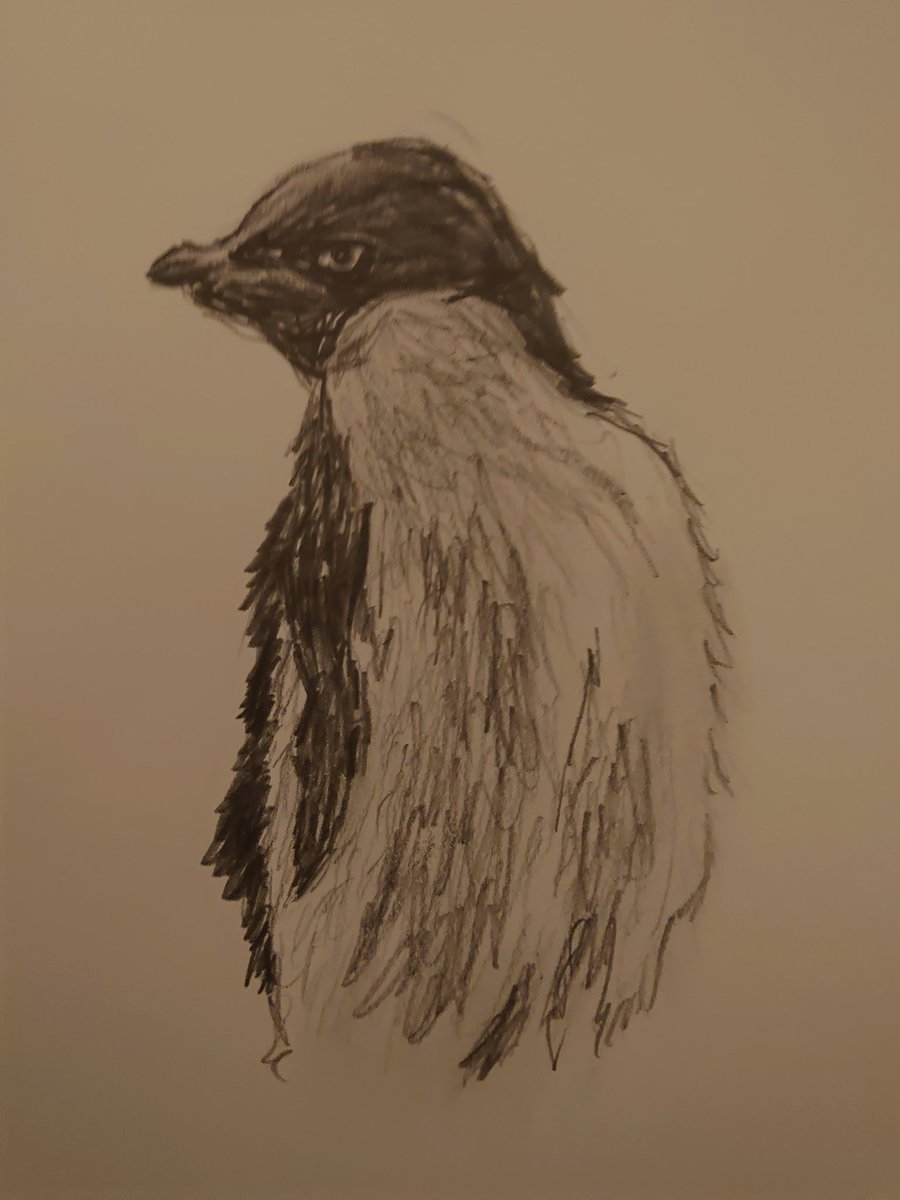 You get scribbled Penguin before I fall asleep. Quick and rough pure Graphite 2B pencil @BirdWhisperers #artist #penguin #BirdWhisperers #drawing