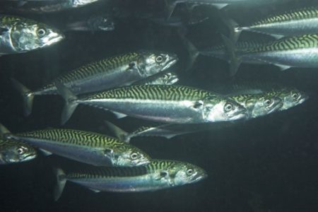 The answer to our February monthly newsletter seafood trivia is.... Atlantic Mackerel!

Check out our recent blog post to learn more about Mackerel and why it is important to prioritize its recovery.

seachoice.org/facing-the-red…