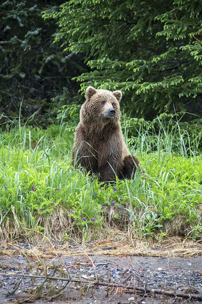 AlaskaItinerary's tweet photo. Discover the magic of Lake Clark https://t.co/9uoatXbvuW

#Alaska #bearviewing #bearwatching #wildlifephotography #wildlifphoto #nationalpark #traveltips #alaskaitinerary #grizzlybear #brownbear #travelblogger https://t.co/SDTtfEWn0A