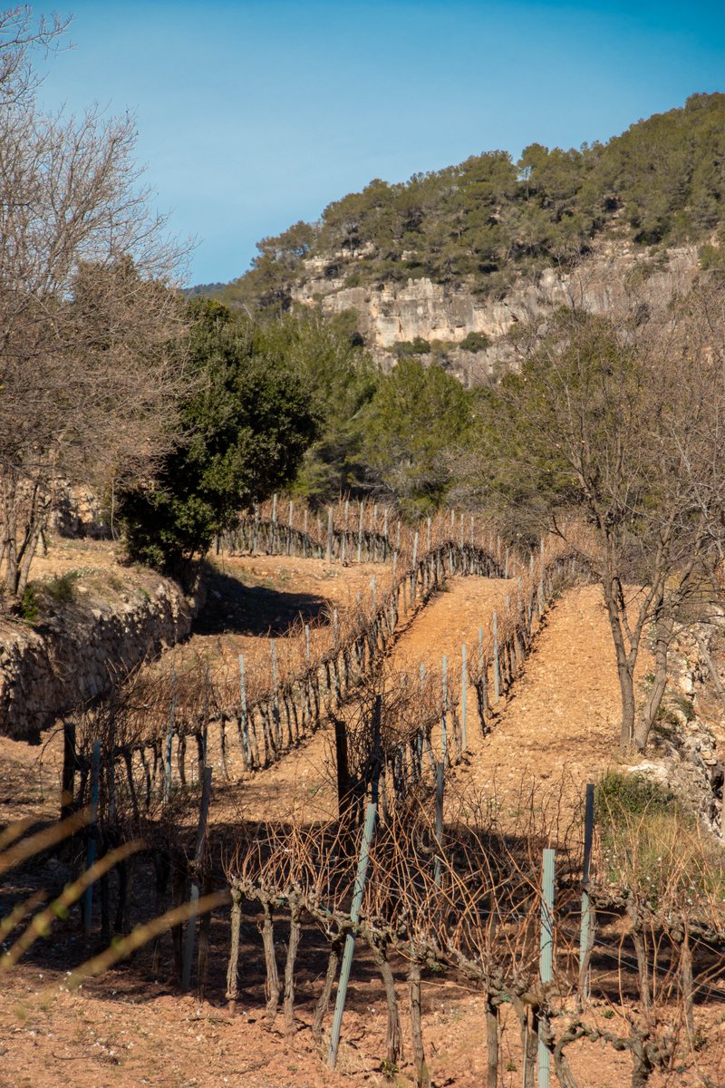 Finca Les Valls, dins l'Espai Protegit del Foix en un matí de febrer assolellat.
Una mañana de Febrero en la Finca Les Valls, a 600 metros de altura, en el Espacio Protegido del Foix.
A sunny morning in one of our vineyards, located in the mountains. #paresbalta