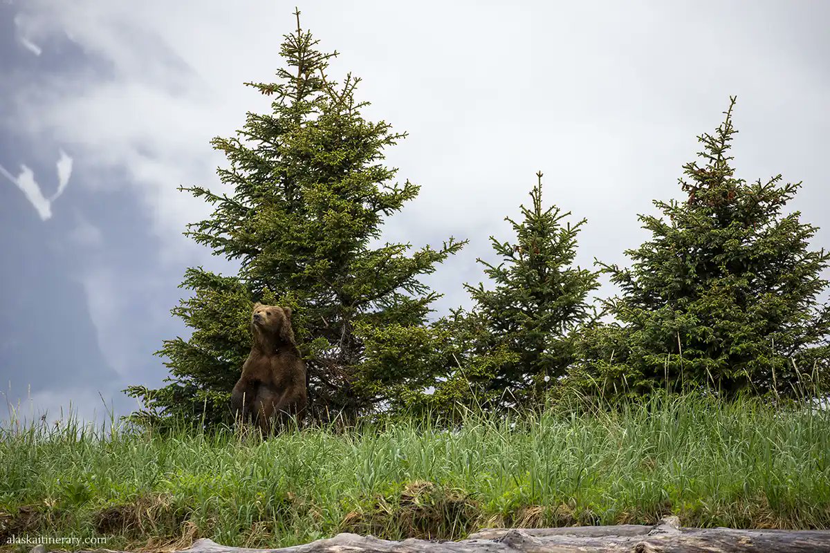 AlaskaItinerary's tweet photo. Discover the magic of Lake Clark https://t.co/9uoatXbvuW

#Alaska #bearviewing #bearwatching #wildlifephotography #wildlifphoto #nationalpark #traveltips #alaskaitinerary #grizzlybear #brownbear #travelblogger https://t.co/SDTtfEWn0A