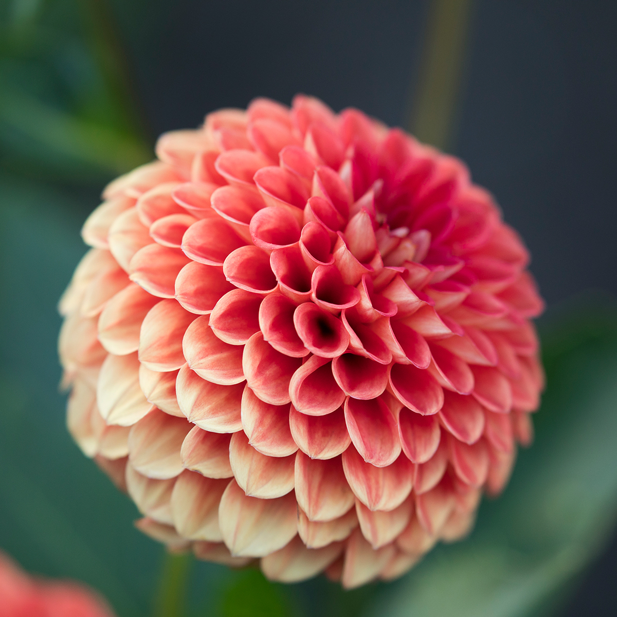 Destination Greater Victoria tweet media