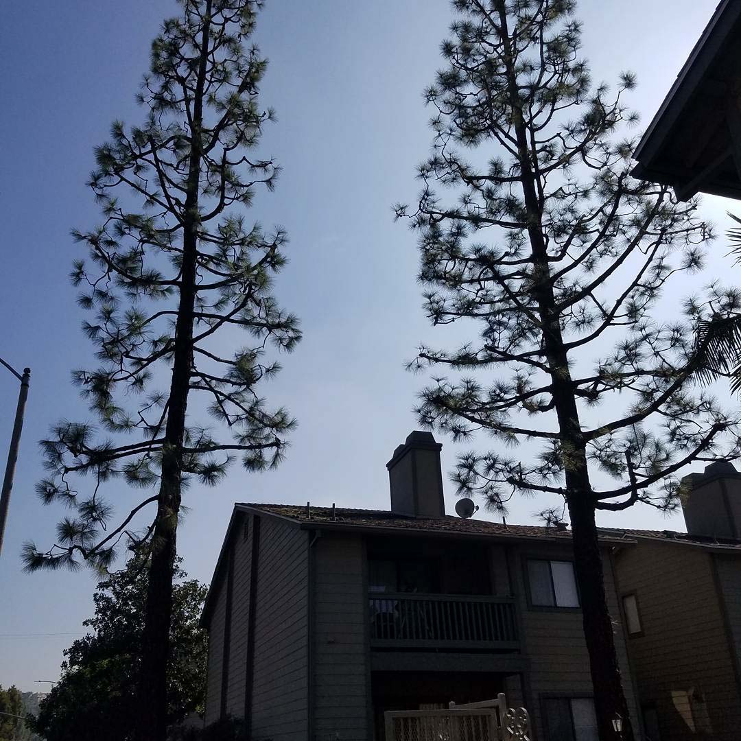 tree_henderson's tweet image. We take pride in providing comprehensive tree care services to ensure your trees&apos; health, beauty, and safety. Call our team today at (619) 374-0497 for more information!
 
 #TreeCareServices #SpringValleyCA
treeservicesspringvalley.com/about