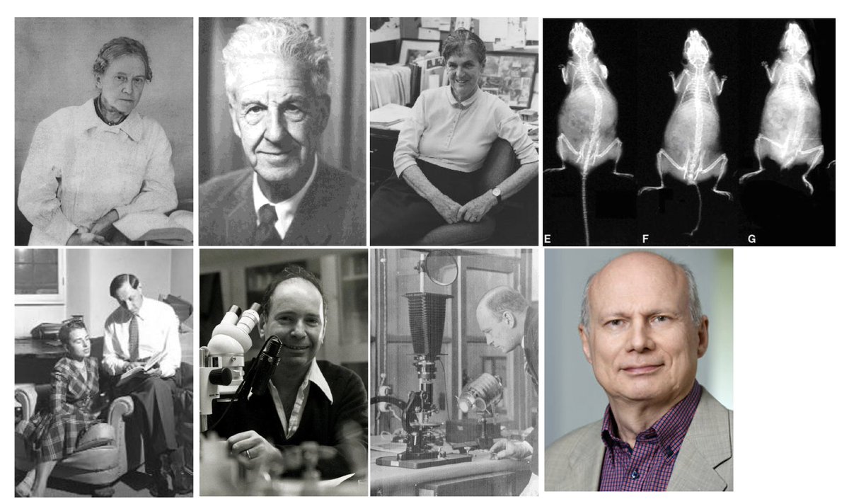 WRT the recent interest in TbxT, aka #Brachyury, &amp; all kind of tails, nice historical perspective on this most iconic gene in the history of #DevBio shorturl.at/lEK57. Below, heroes of Brachyury (Fig.2 in ref ) + B. Herrmann, who cloned the gene &amp;, of course, the T/+ mouse