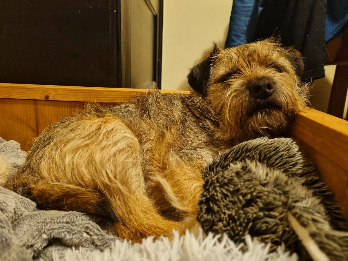 TheBruns007's tweet photo. Sleeping beauty 🥰🥰 #btposse #dogsoftwitter https://t.co/oDylflVm3P