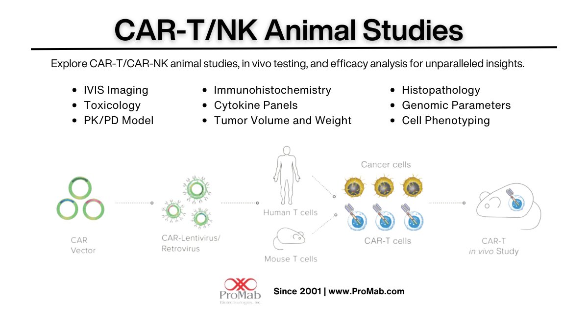ProMabBiotech's tweet image. Our research aims to unlock the full potential of CAR-T/NK therapy, paving the way for more effective and targeted cancer treatments. Let&apos;s connect and contact us today and learn more at:hubs.li/Q02ms7l-0 #InnovateWithPMB #ProMabBioTech #ProMabBioEra