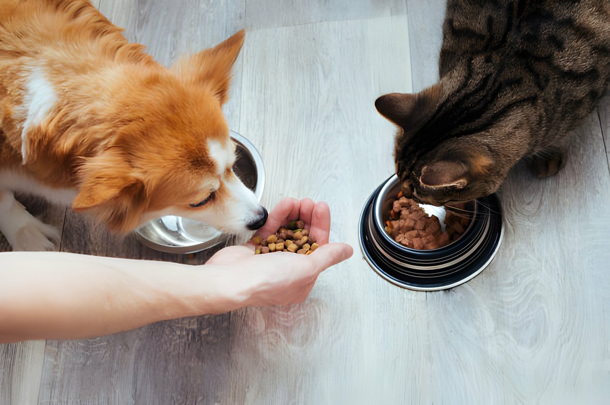 Tierfutter24.net ist ein Online-Shop, der sich auf den Verkauf von hochwertigem Tierbedarf und Tierfutter für verschiedene Haustiere spezialisiert hat. Der Shop bietet eine große Auswahl an Produkten für Hunde, Katzen, Vögel, Nagetiere, Fische und Reptilien.

#petfood #pet