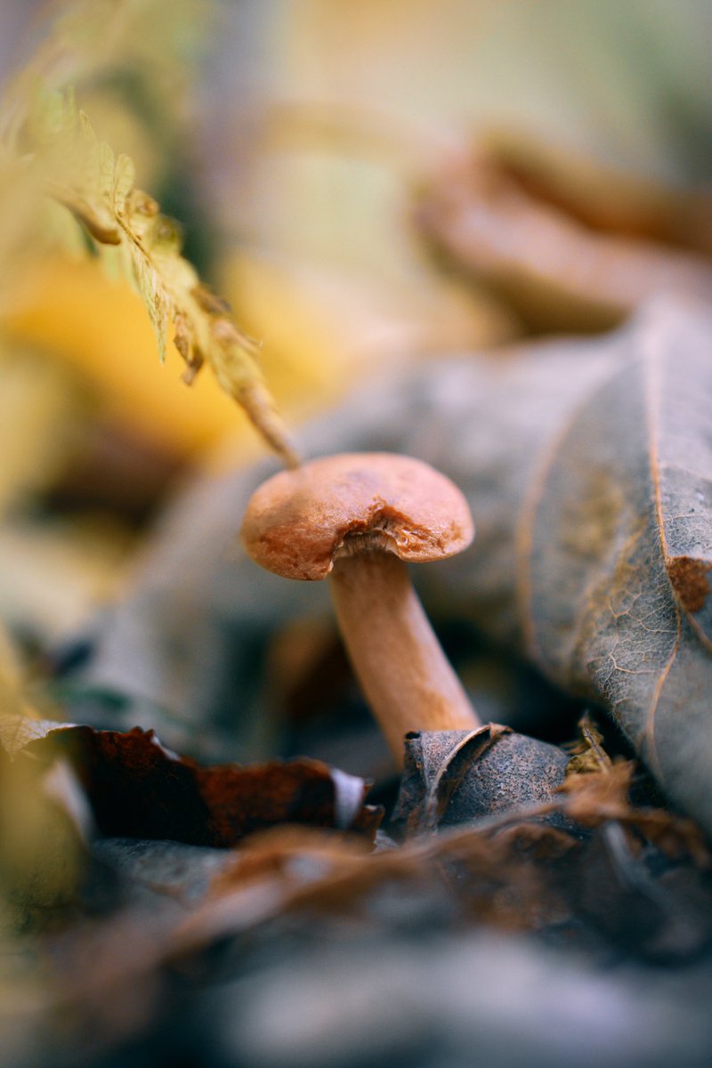shroom_forager's tweet photo. The delicious Candy Cap mushroom🍄 This fungi grows during mid to late winter and tends to be near hardwoods such as oak or conifer!! #mushrooms #foraging https://t.co/DEIt0BRnHe