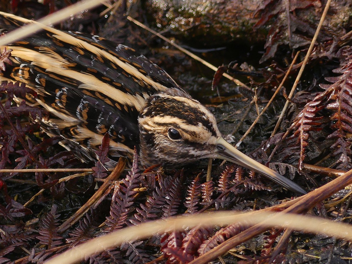 Steve Thorogood (@stevethorogood8) on Twitter photo The last jack still holding on at Tidenham Chase. Be off soon…<a href="/HalfSnipe/">UK Half Snipe</a> <a href="/GlosterBirder/">Mike King🦉🐺</a> <a href="/gloswildlife/">@Gloucestershire Wildlife Trust</a> #glosbirds The last jack still holding on at Tidenham Chase. Be off soon…<a href="/HalfSnipe/">UK Half Snipe</a> <a href="/GlosterBirder/">Mike King🦉🐺</a> <a href="/gloswildlife/">@Gloucestershire Wildlife Trust</a> #glosbirds