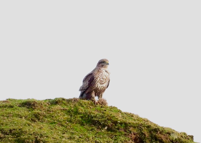 Some interesting colour variations among the local Common Buzzard population just now @nybirdnews @teesbirds1 @DurhamBirdClub @teeswildlife