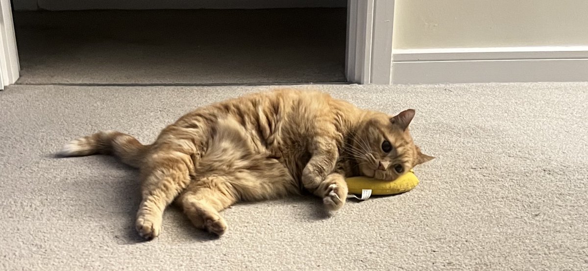 I’m so exhausted from all the napping today that I’m falling asleep on my nana phone. 🧡🐾🍌