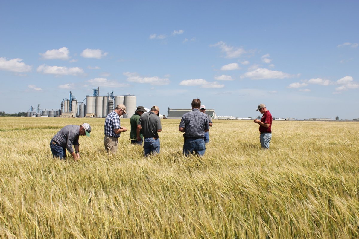Check out the recommended malting barley varieties for the upcoming crop year in our latest article!

thinkbarley.com/2024/03/05/202…