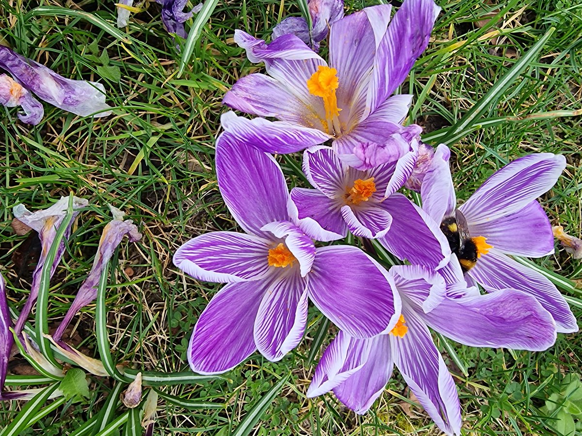 A short late afternoon wander & #litter pick around town. It's always good to get out. A bumblebee taking a snooze in a crocus. #lovewhereyoulive #pawsonplastic