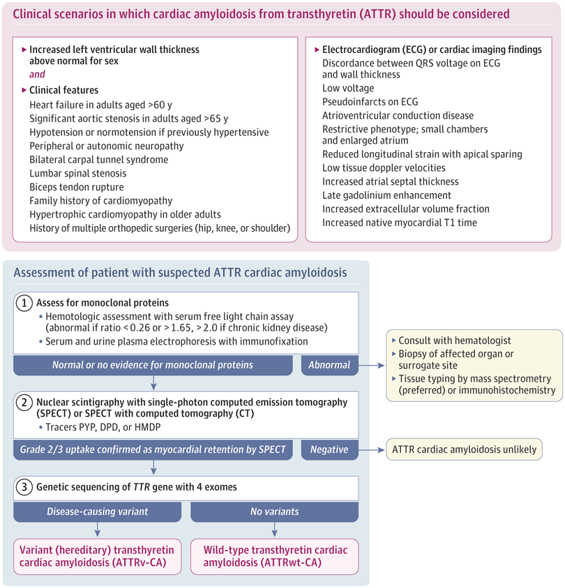 SeguraCardio's tweet photo. 📌Cardiac #Amyloidosis Due to Transthyretin Protein

#Review #CardioEd https://t.co/8f3cBqKhga
