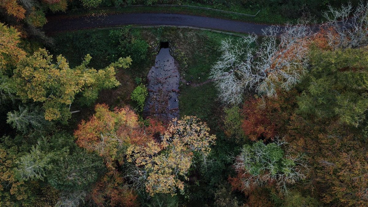 Massy’s Wood, is a broad leaved woodland. It has beech, birch, oak, sycamore, Spanish chestnut & ash. Mature trees include Irish Sessile Oak, Giant Sequoia, Irish Yew, Himalayan Spruce and Monterey Pine. Sadly cherry laurel and rhododendron are suffocating it! #NationalTreeWeek