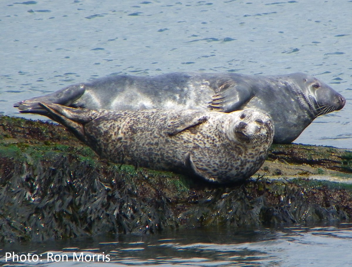 SMRU <a href="/univofstandrews/">University of St Andrews</a> plays major role in worldwide effort to conserve marine mammal habitats news.st-andrews.ac.uk/archive/st-and…