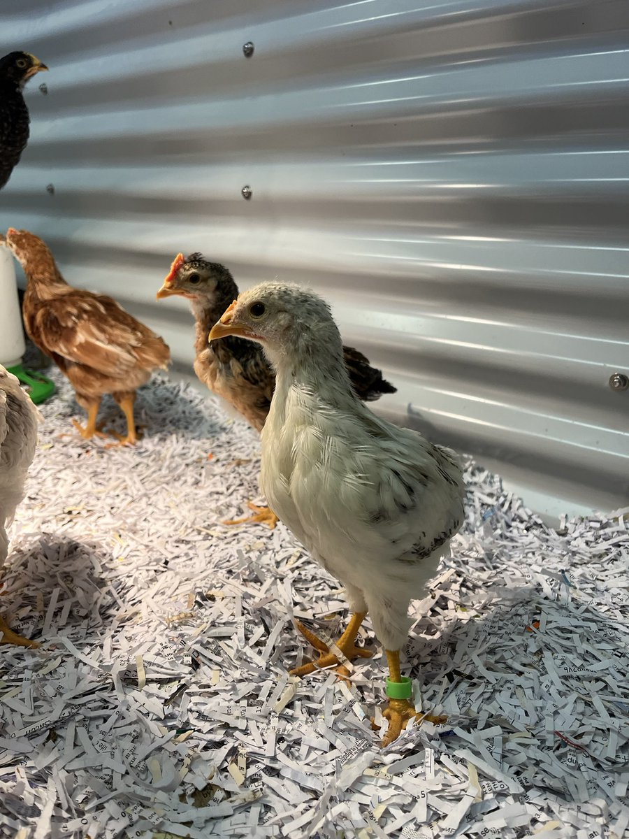 David Chestnut tweet media