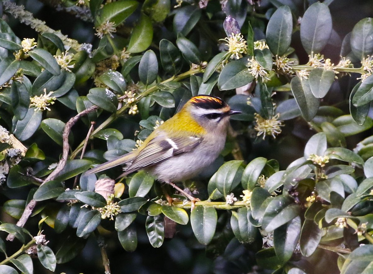 Lynford Arboretum, Wed 28th Feb 2024.  Firecrest busy bug hunting.