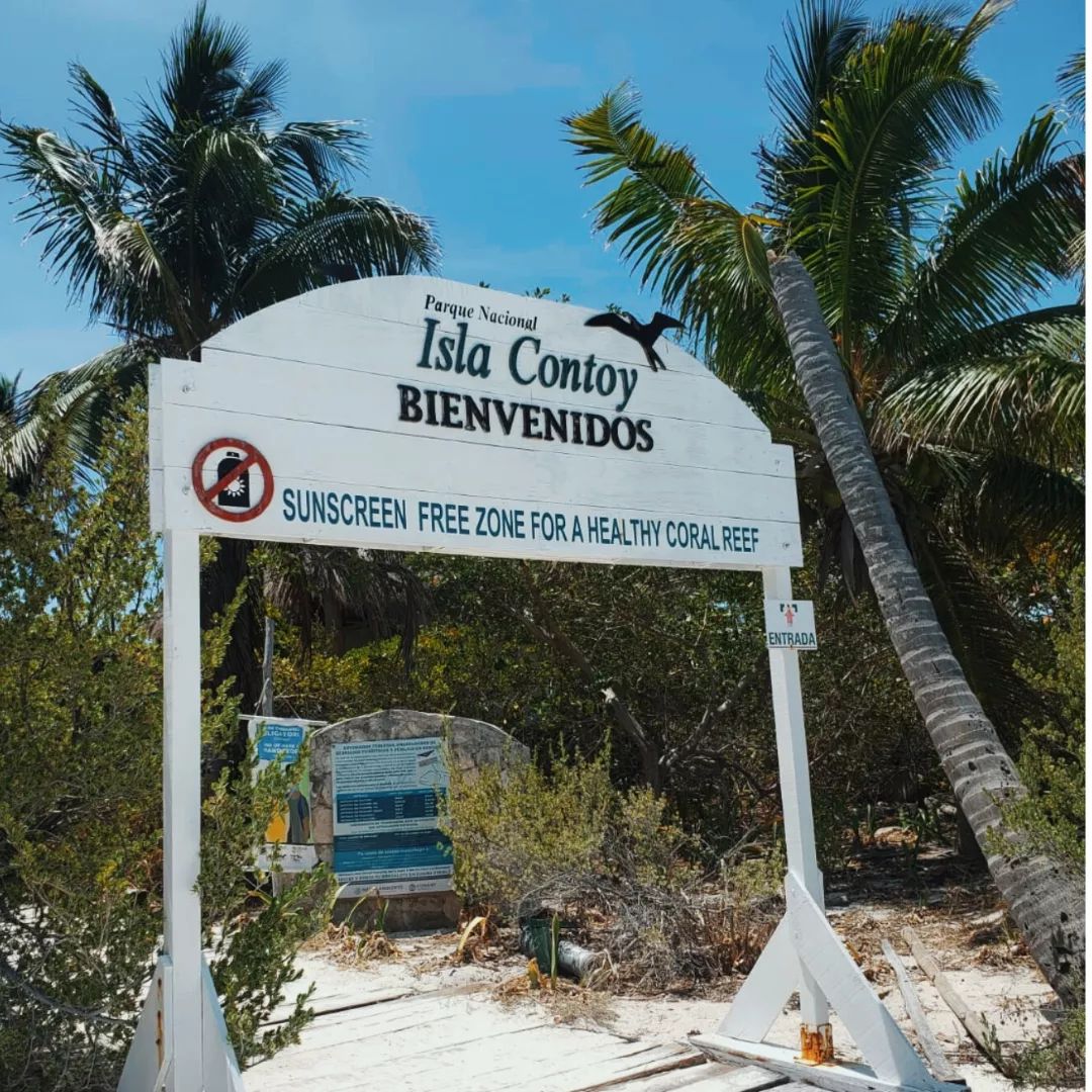 IslaMujeres_MX's tweet photo. Just 18 miles from #IslaMujeres, rests #IslaContoy: a birdwatcher's paradise. The island is a protected sanctuary to around 173 species, including brown & royal pelicans 🦅
📷 IG gabbe_lima | nature_danger_ | ____world_in_my_eyes____
@GoCaribeMex #Birdwatching https://t.co/SiNYQ9fsTY