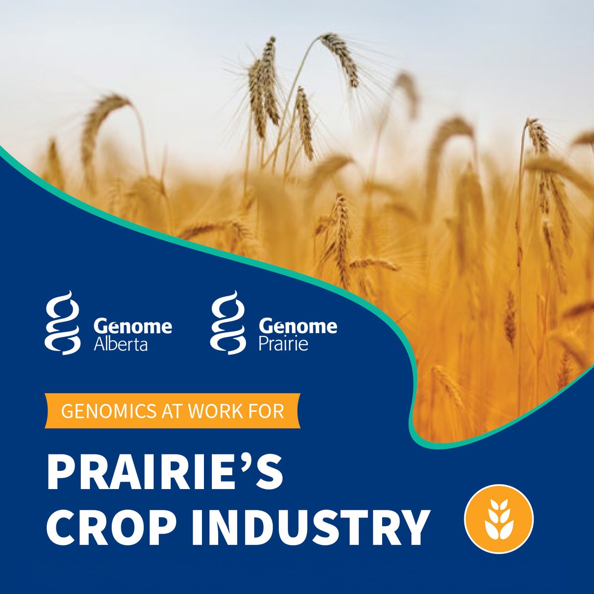 GIFS' Nancy Tout is participating in a @GenomeAlberta and @GenomePrairie workshop next week that will explore genomics technologies for crop improvement. Details and registration below. ow.ly/18ua50QLXIJ