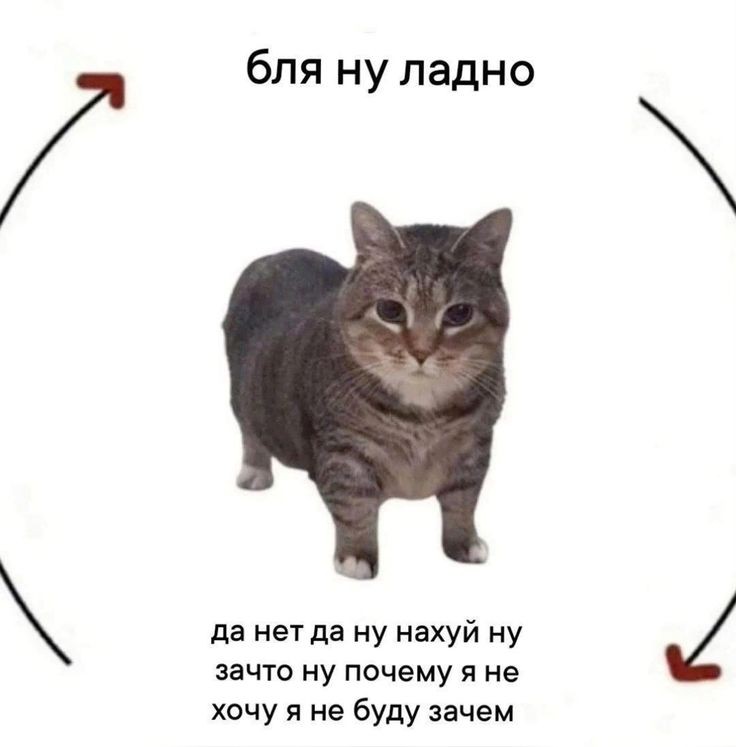 👑🌽Царь кукурузы🌽👑 tweet media