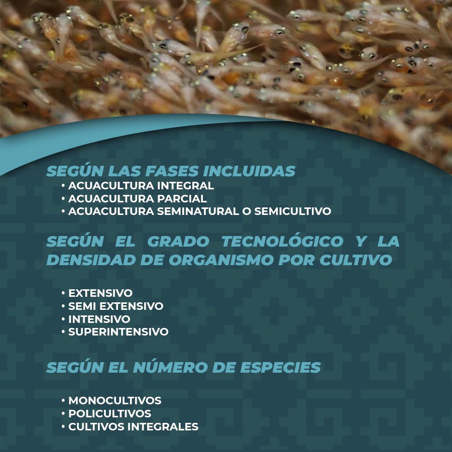 SEFADER_GobOax's tweet photo. ¿Sabías qué?
Las principales especies producidas por la acuacultura son el camarón, el atún, el ostión, la mojarra y la trucha.

Aquí les dejamos el panorama de la acuacultura en México 👇🏼🐟 https://t.co/VvGI870AZI