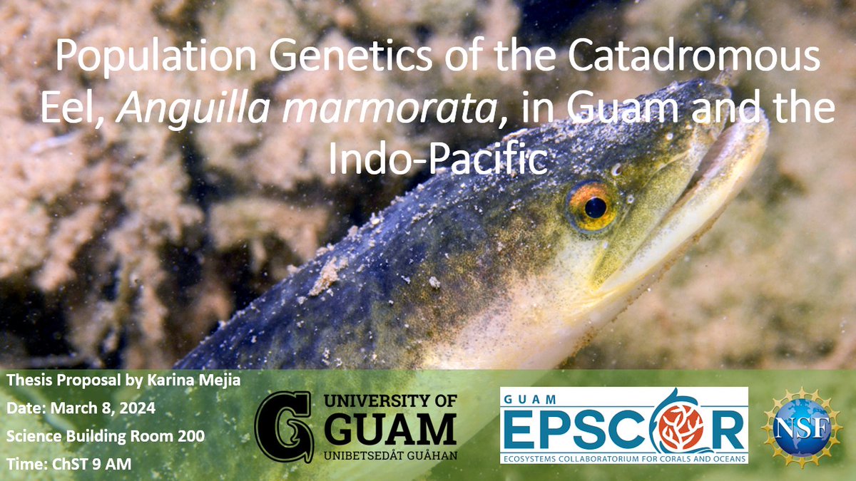 Join us via Zoom on March 8th as Karina Mejia proposes her defense on "Population Genetics of the Catadromous Eel in Guam &amp; the Indo-Pacific"! 
🌊🌴🐚

Join Zoom Meeting
ow.ly/x1GY50QGZ03

Meeting ID: 996 1402 8025