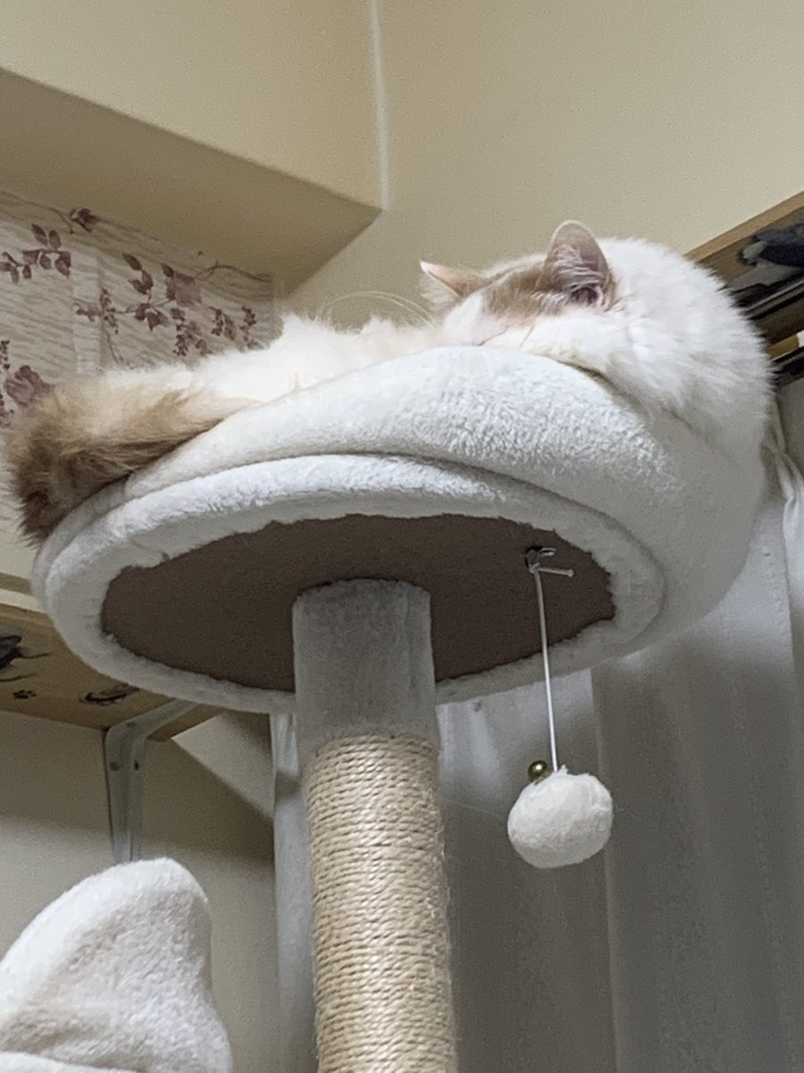genki02023's tweet photo. 猫家族　
３歳ですね https://t.co/DBGSCrk0Ij