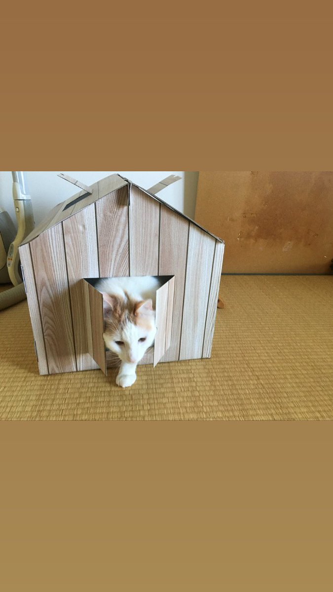 genki02023's tweet photo. 猫家族　
３歳ですね https://t.co/DBGSCrk0Ij