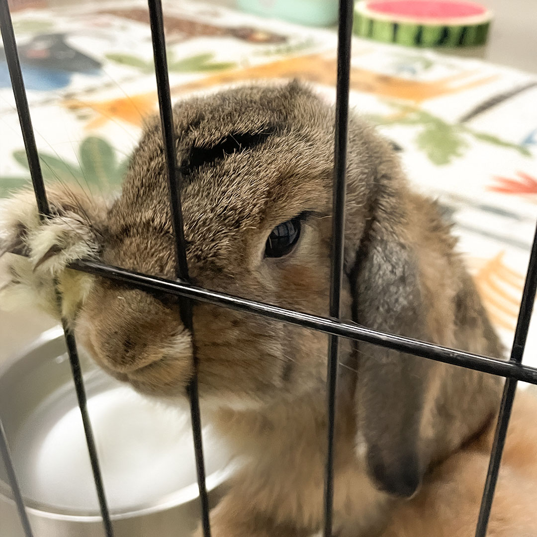 GuineaDad tweet media