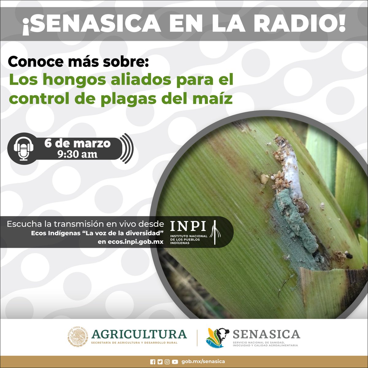 SENASICA's tweet image. 🌽🍄 ¿Te gustaría descubrir cómo los hongos aliados pueden proteger las cosechas de maíz? 📻🎙️Únete a la transmisión en vivo el miércoles 6 de marzo a las 9:30 am, en 👉 ecos.inpi.gob.mx. #HongosAliados #ControlDePlagas