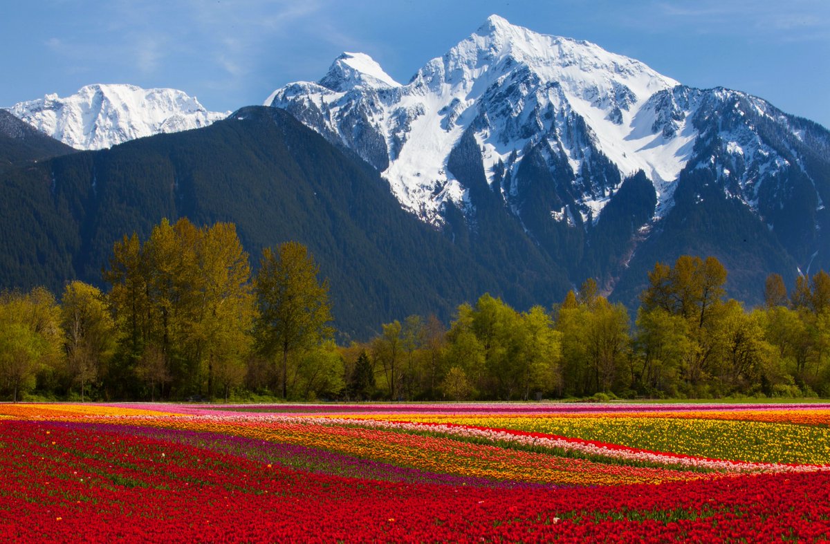 Our family, the pioneers of the province’s most beloved flower festivals, is thrilled to launch the new #HarrisonTulipFestival, sprouting from the fertile ground of #Agassiz, near #HarrisonHotSprings. 🌷

Learn more: harrisontulipfest.com/first-ever-har…

#OnosFarms #HarrisonRiverValley