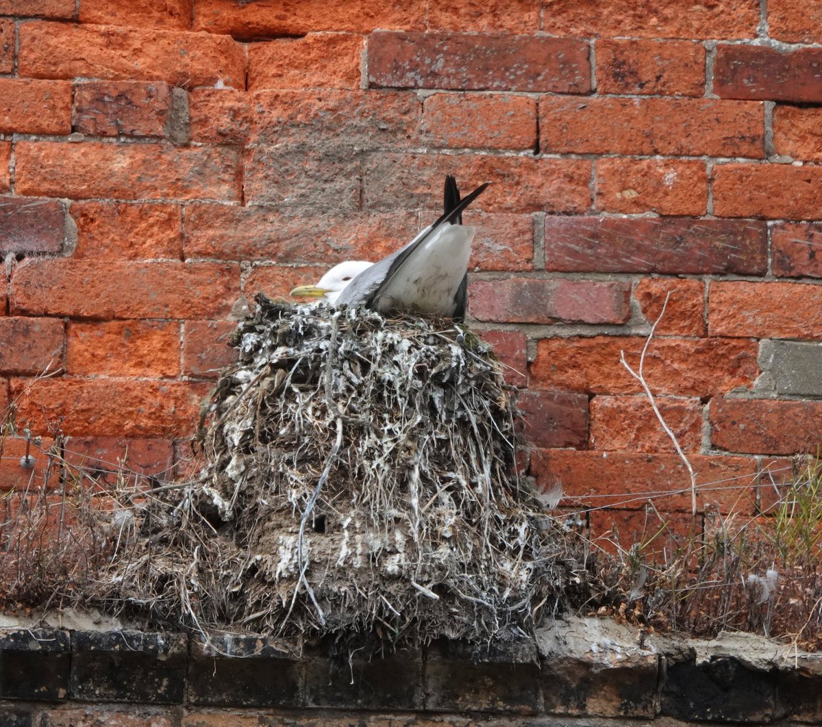 Long Nab Birder tweet media