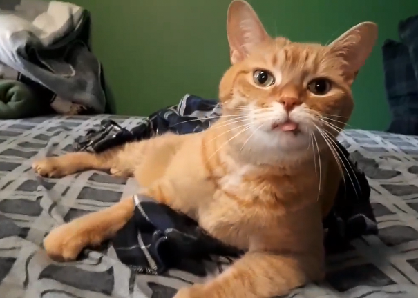 A Toronto artist who cares for several fuzzy faces with special needs 'needs' your help! Vet bills piled up suddenly for this little guy, Ronan. Donate, or commission one of her amazing portraits of your cat or dog! Even a little donation goes a long way. ko-fi.com/blackcircleofr…