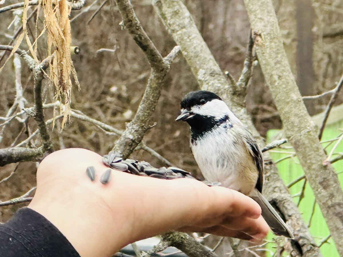 Patience. Calmness. Empathy. Appreciation. We finally were able to feed chickadees out of our palms! @TDSB_KelseySrPS @LC3_TDSB @EOEC_TDSB