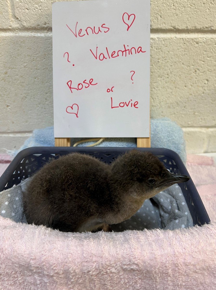 IT'S A GIRL! Adventure Aquarium is asking for help naming our newest little blue chick through a voting contest running NOW – Tuesday, March 12. Vote  for your favorite of the following four names here (bit.ly/42WCdpT):

🩵 Lovie
🩵 Rose
🩵 Valentina
🩵 Venus