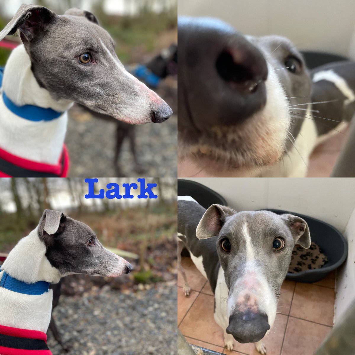 GreyhoundRFife's tweet photo. Blue & white boy Lark (4)is a gentle giant, who is sure to make u smile. He’s sweet with a lovely nature & loves a fuss. Calm in his kennel, although can
be strong on a lead but calms when out. This majestic boy shares well with a girl. #AdoptDontShop #BlueHound #RehomeHour 🤞🏽💙 https://t.co/T99sYAGTrN