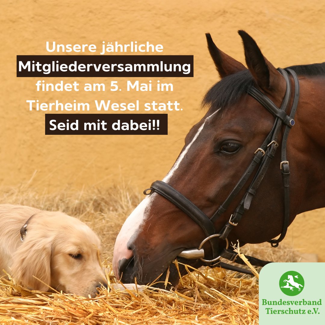 Unsere jährliche Mitgliederversammlung findet am 5. Mai im Tierheim Wesel statt. Seid Ihr mit dabei? Haben sich eure Kontaktdaten verändert? Dann schickt uns bitte eure aktuellen Daten (Adresse, Email, Handy) an lotz@bv-tierschutz.de. Danke 🫶