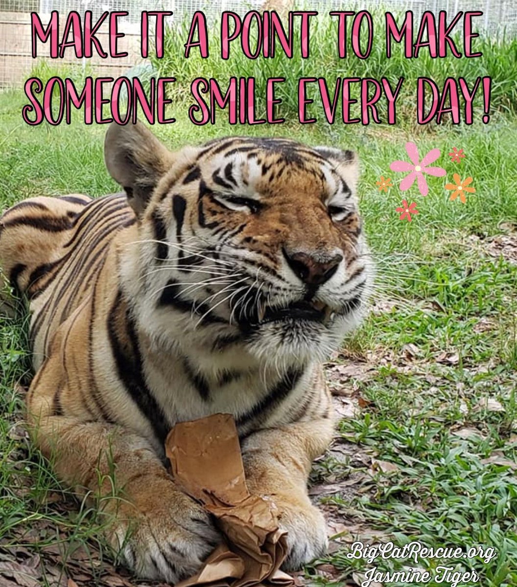 “Make it a point to make someone smile every day!” 

#JasmineTiger #BigCatRescue #BigCats #Tiger #Tuesday #TuesdayThoughts #Smile #SmileMore #Kindness #Happy #MakeSomeoneSmile #Quotes #QuotesToLiveBy #Inspiration #InspirationalQuotes