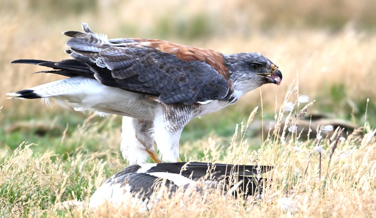 kelper60's tweet image. Red-backed hawk #variable #farmlife #chartres #birdwatching #wildlifephotography #birdsofprey #nikonz8 #naturelover #birding #falklandislands