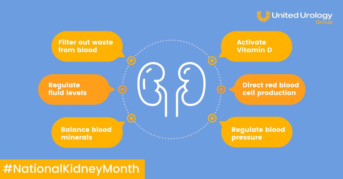 How do kidneys keep us healthy? They act as the body's natural filters, removing waste to keep everything in balance. They also activate Vitamin D for healthy bones, direct red blood cell production, and regulate blood pressure. unitedurology.com/blogs-news/202… #NationalKidneyMonth