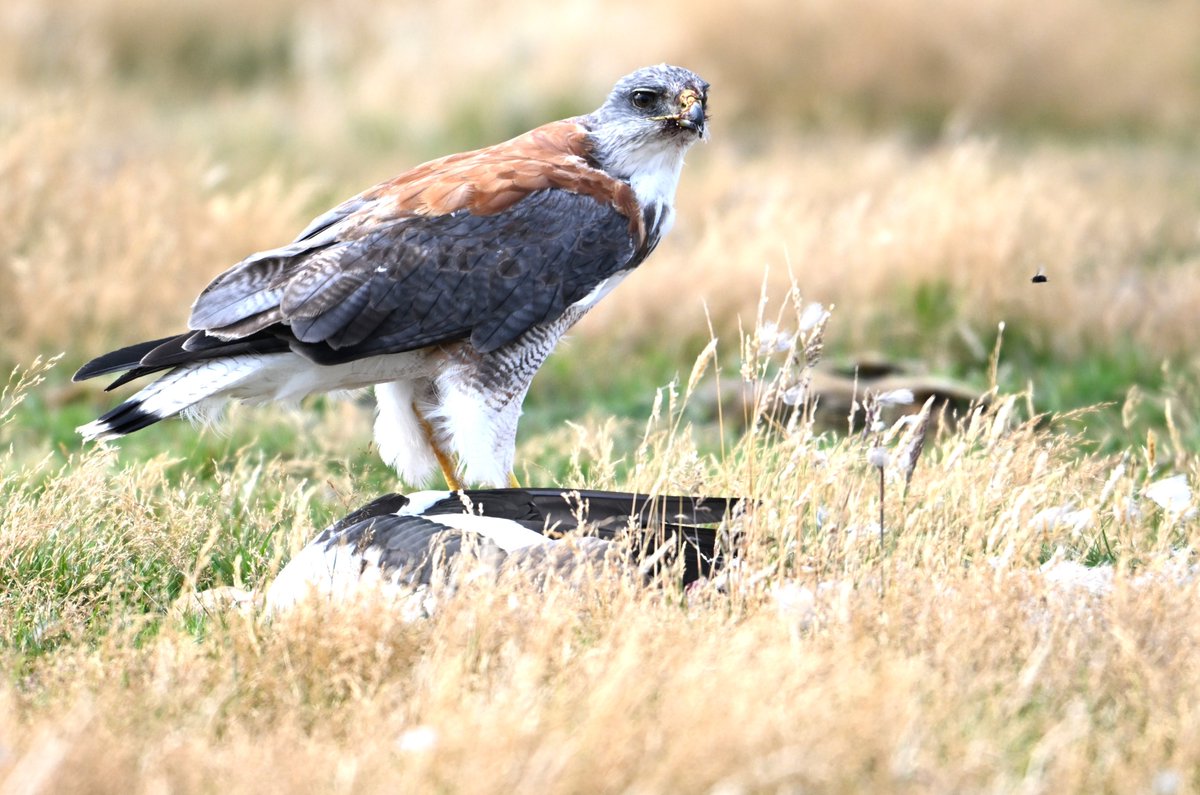 kelper60's tweet image. Red-backed hawk #variable #farmlife #chartres #birdwatching #wildlifephotography #birdsofprey #nikonz8 #naturelover #birding #falklandislands