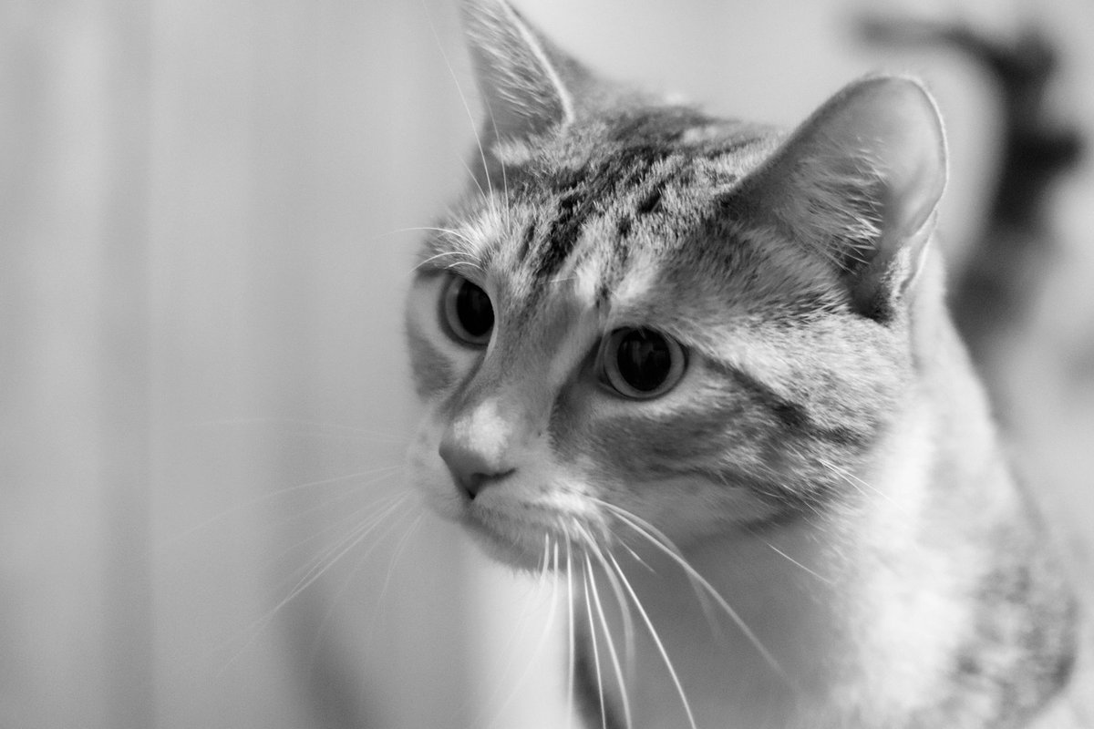 sydwrite's tweet image. #blackandwhite 
#monochrome
#noiretblanc
#fineartphotography
#sandradaltonphotography
#catart 
#catphotography