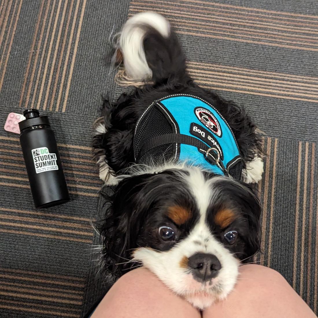 Even pups have a place on the Hill. Meet Maverick.

Causes he cares about: access to #highered, basic needs, + mental health support for #TodaysStudents

Favorite pastime: hanging on Capitol Hill w/ his mama, parenting student Jennifer Shirk  

Likes: TREATS

#DCStudentSummit