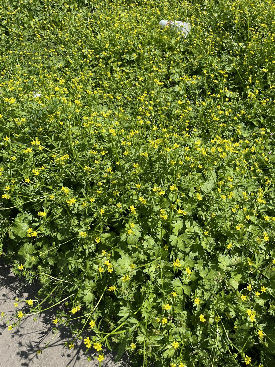 Ranunculus muricatus, Rough fruited buttercup, Ranunculaceae. Hopefully they let it flower a bit longer before mowing, saw lots of bees.