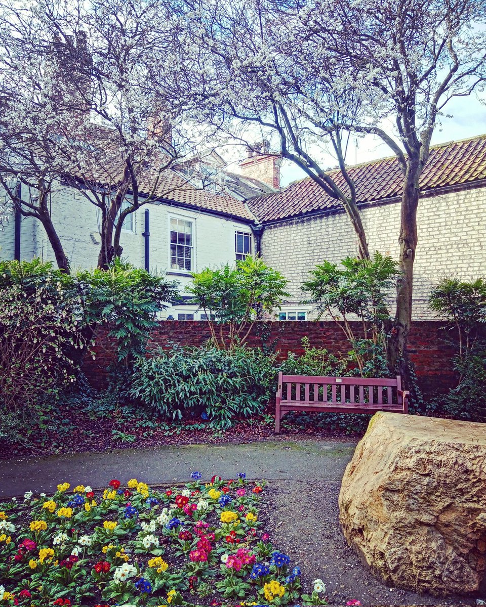 Signs of spring at Minster Yard North, Beverley #flowers #trees #bench #windows #colour #spring #springiscoming #march #beverley #eastriding #eastridingofyorkshire #eastyorkshire #myeastriding