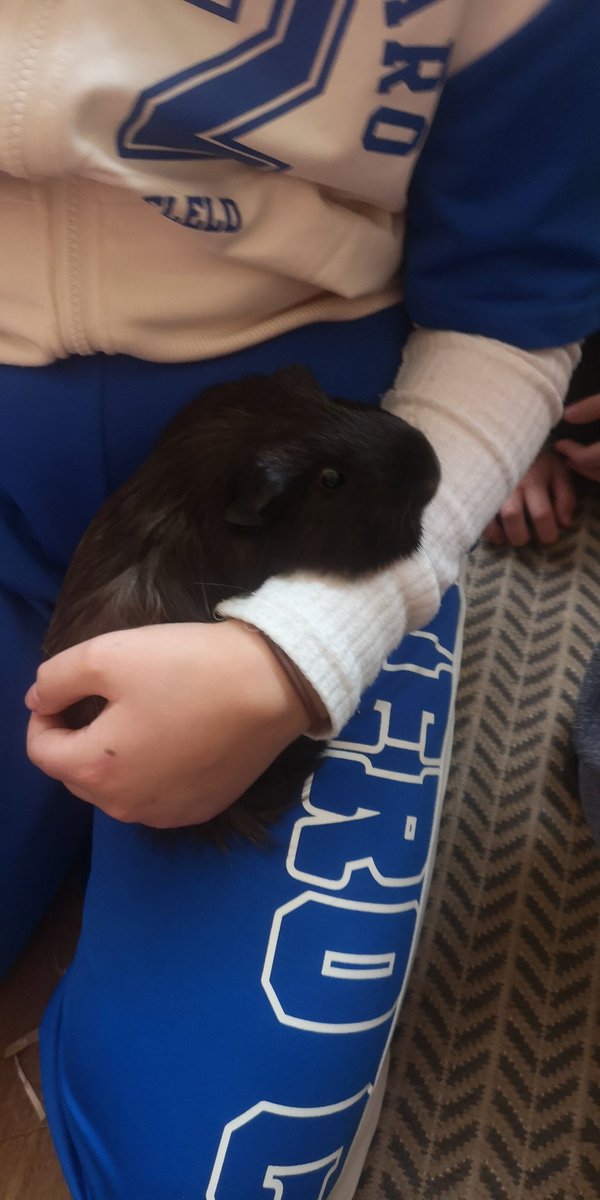 Baby guinea pigs and Nansi are doing well - the babies are getting so big now!