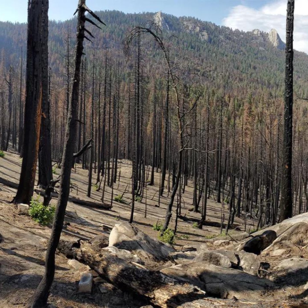 SierraClub's tweet photo. The Sierra Club just filed a lawsuit against the US Forest Service for proposing unprecedented logging in Giant Sequoia National Monument. 

See what our lawsuit alleges and how we’re protecting the endangered species who call these trees home. https://t.co/vug588Fxob https://t.co/kUZqg2MXdn