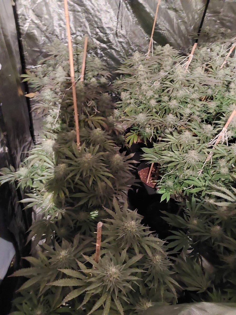 Foleshill officers have seized a quantity of Cannabis plants.
#Weedingitout #Suspectagrowletusknow 
#Neighbourhoodpolicing  #Lookcloser